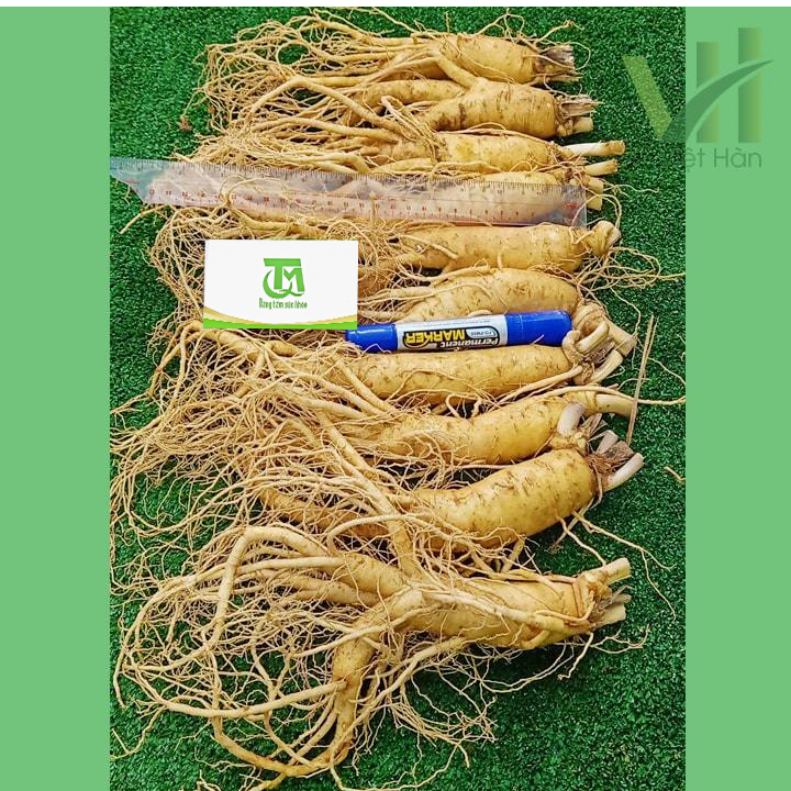 Sâm tươi Hàn Quốc 10 củ 1 kg – Sâm loại 1 - Ảnh 4