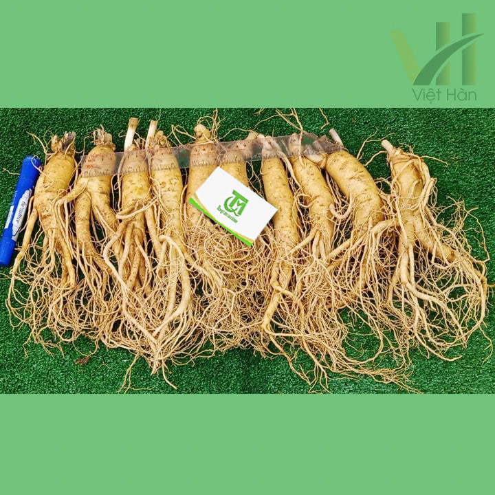 Sâm tươi Hàn Quốc 10 củ 1 kg – Sâm loại 1 - Ảnh 5