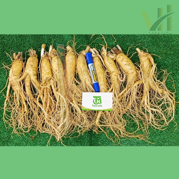 Sâm tươi Hàn Quốc 10 củ 1 kg – Sâm loại 1 - Ảnh 2