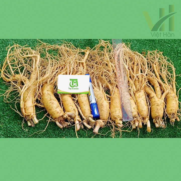 Sâm tươi Hàn Quốc 10 củ 1 kg – Sâm loại 1 - Ảnh 3