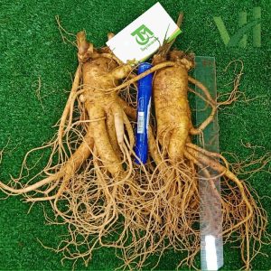 Alternative view of Sâm tươi Hàn Quốc 2 củ 700 gram loại 1
