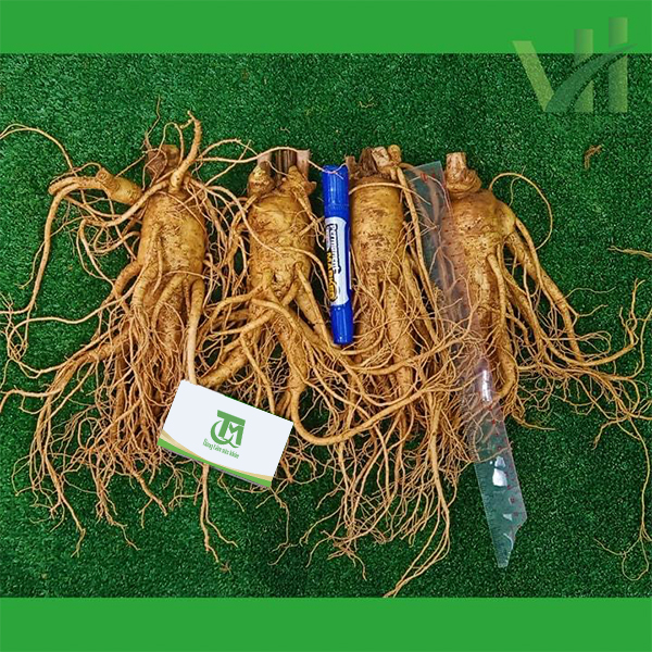 Sâm tươi Hàn Quốc 4 củ 1 Kg – Sâm loại 1 hàng xách tay - Ảnh 2