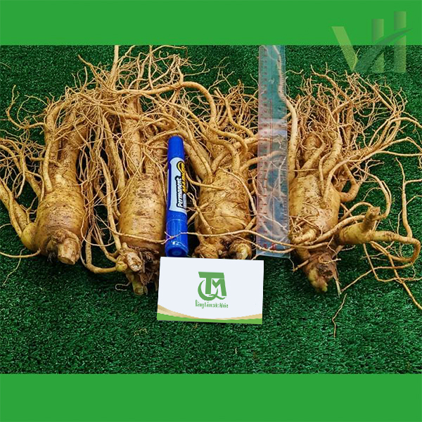 Sâm tươi Hàn Quốc 4 củ 1 Kg – Sâm loại 1 hàng xách tay - Ảnh 4