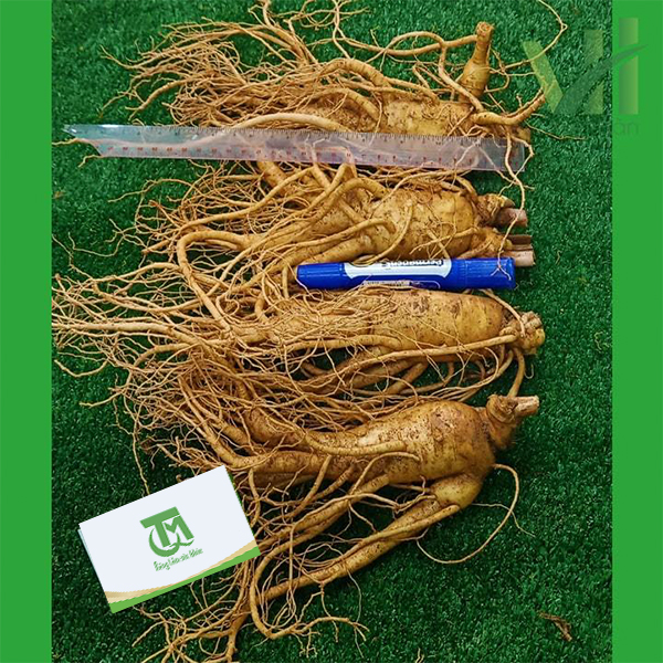 Sâm tươi Hàn Quốc 4 củ 1 Kg – Sâm loại 1 hàng xách tay - Ảnh 5