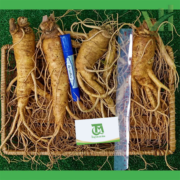 Sâm tươi Hàn Quốc 4 củ 700 gram – Nhập khẩu trực tiếp từ Hàn Quốc - Ảnh 5