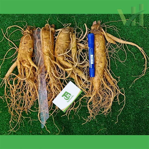Sâm tươi Hàn Quốc 4 củ 700 gram – Nhập khẩu trực tiếp từ Hàn Quốc - Ảnh 2