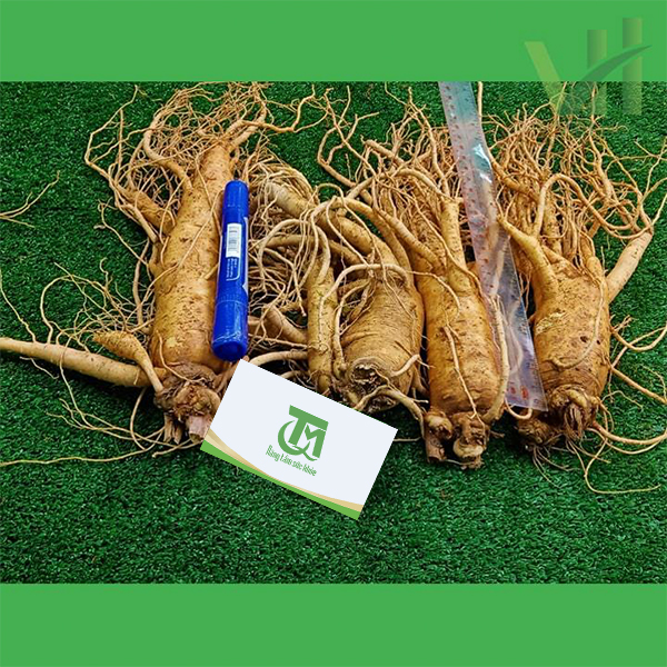 Sâm tươi Hàn Quốc 4 củ 700 gram – Nhập khẩu trực tiếp từ Hàn Quốc - Ảnh 4