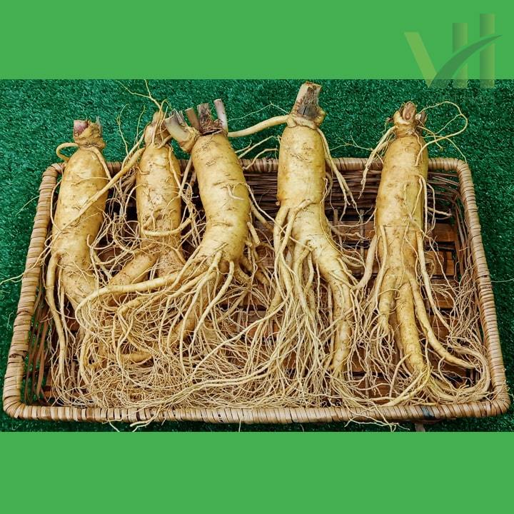 Sâm tươi Hàn Quốc 5 củ 700 gram – Loại 1 đều, đẹp - Ảnh 2