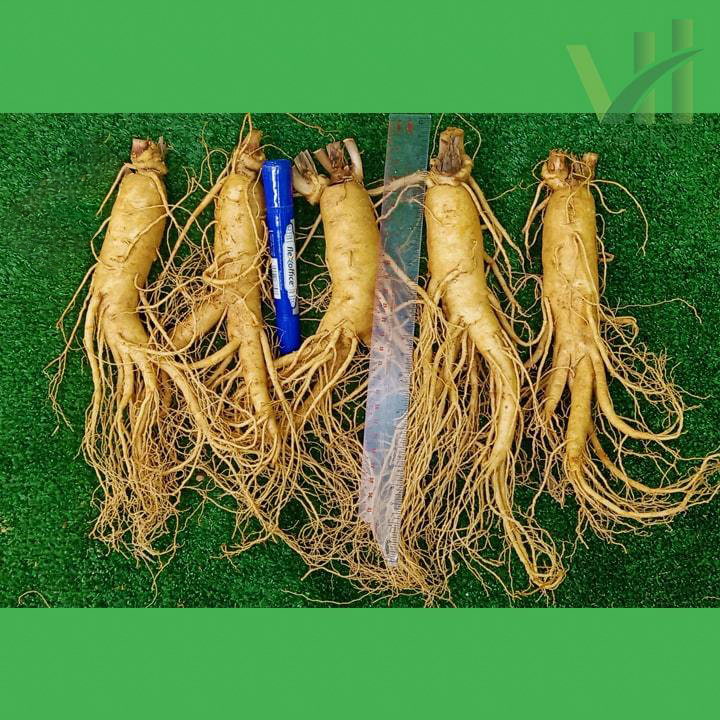 Sâm tươi Hàn Quốc 5 củ 700 gram – Loại 1 đều, đẹp - Ảnh 3