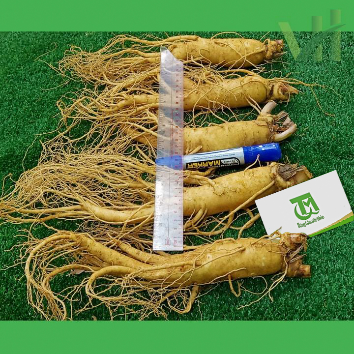 Sâm tươi Hàn Quốc 5 củ 700 gram – Loại 1 đều, đẹp - Ảnh 6