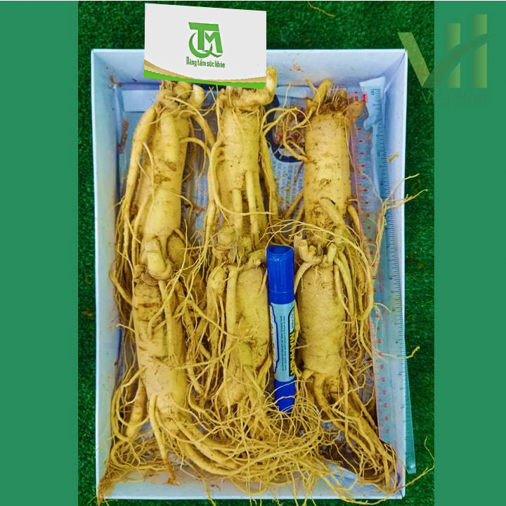 Sâm tươi Hàn Quốc 6 củ 1 kg – Sâm loại 1 quà biếu cho người thân - Ảnh 4