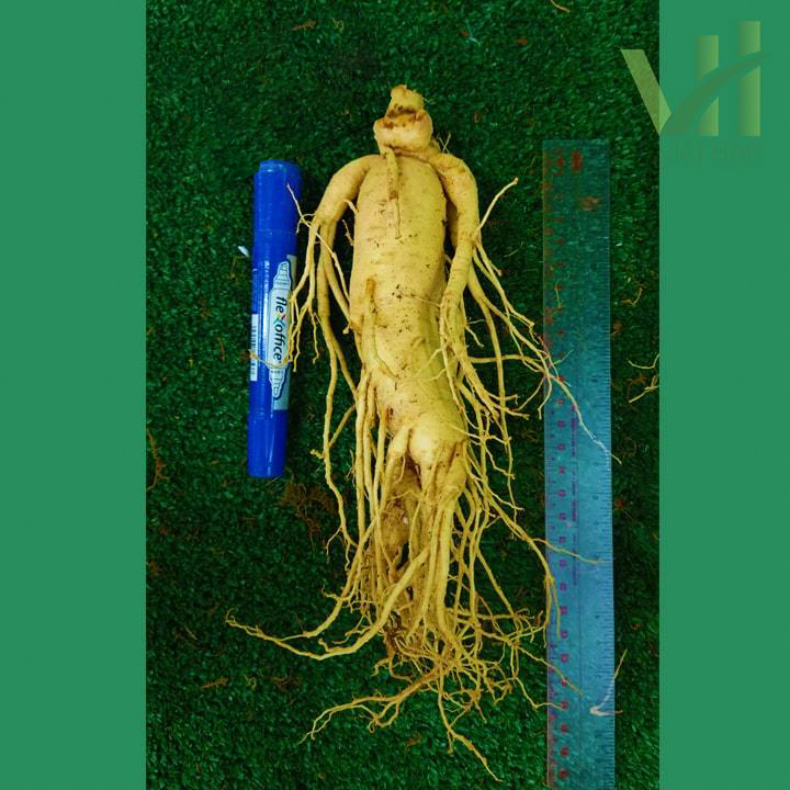 Sâm tươi Hàn Quốc 6 củ 1 kg – Sâm loại 1 quà biếu cho người thân - Ảnh 5
