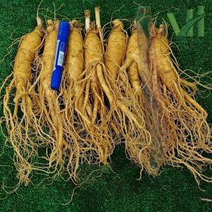 Alternative view of Sâm tươi Hàn Quốc 7 củ 700 gram – Sâm loại 1